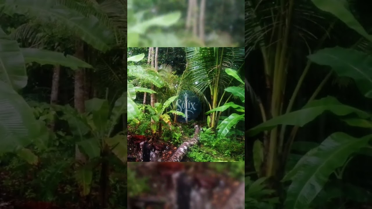 Tropical Rain in the Jungle  Banana Leaves & Coconut Trees | Relaxing ASMR for Sleep