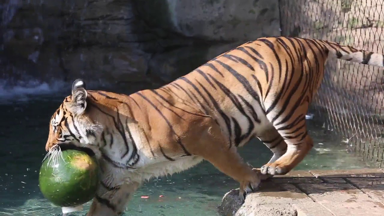 World Tiger Day @ Zoo Knoxville