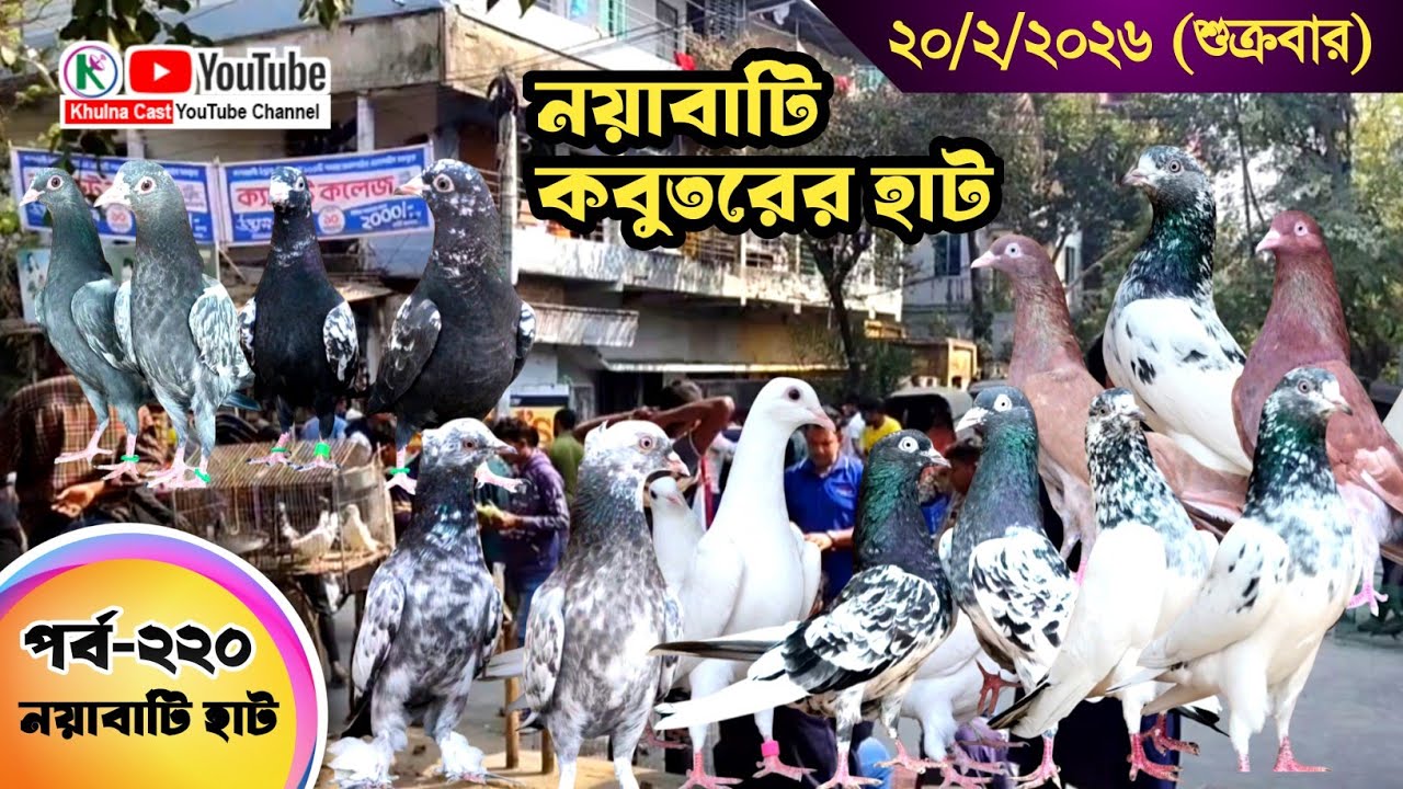 নয়াবাটি কবুতরের হাট পর্ব-২২০।।খুলনা জেলার সবথেকে বড় কবুতরে হাট নয়াবাটী ।। the Largest pigeon market