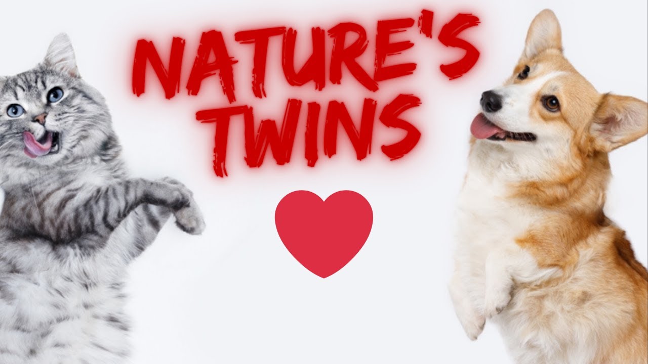 You Won’t Believe The Surprising Similarities Between Cats And Dogs We Found!