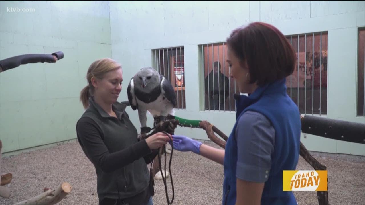 Idaho Today: Meet Grayson, the Harpy Eagle living at the Birds of Prey