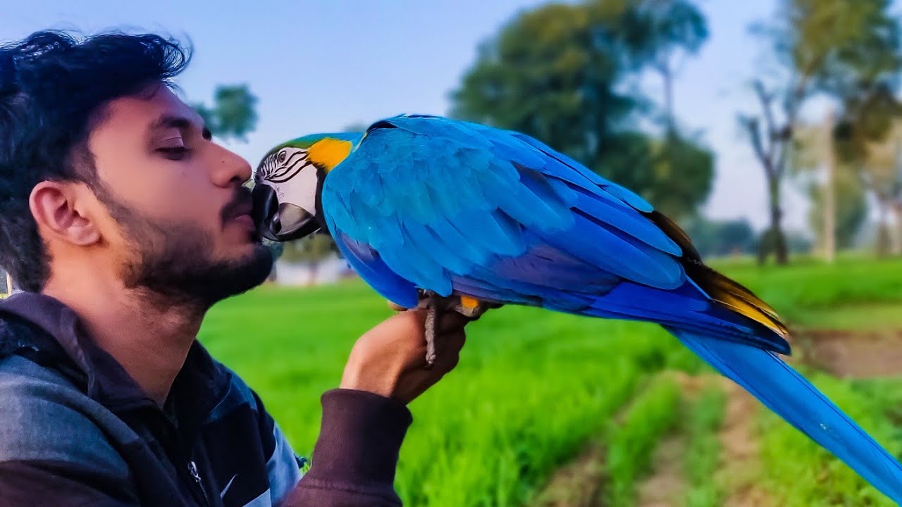power of love ❤️ 🦜monty the macaw🦜 #shorts #love #nature #youtubeshorts