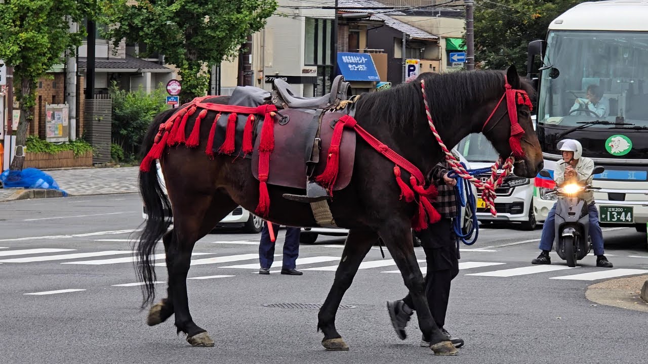 京都御所へ向かう、馬さん達一行❗『時代祭2025』10月22日 Jidai Matsuri 2024 in KYOTO