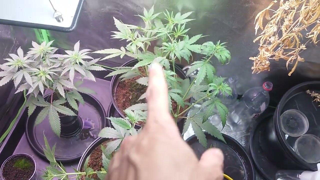 AMVgrow Mike Tyson Corcksrew x Apple Fritter STRETCH, bit of BENDING & Friday SeedGiveAway