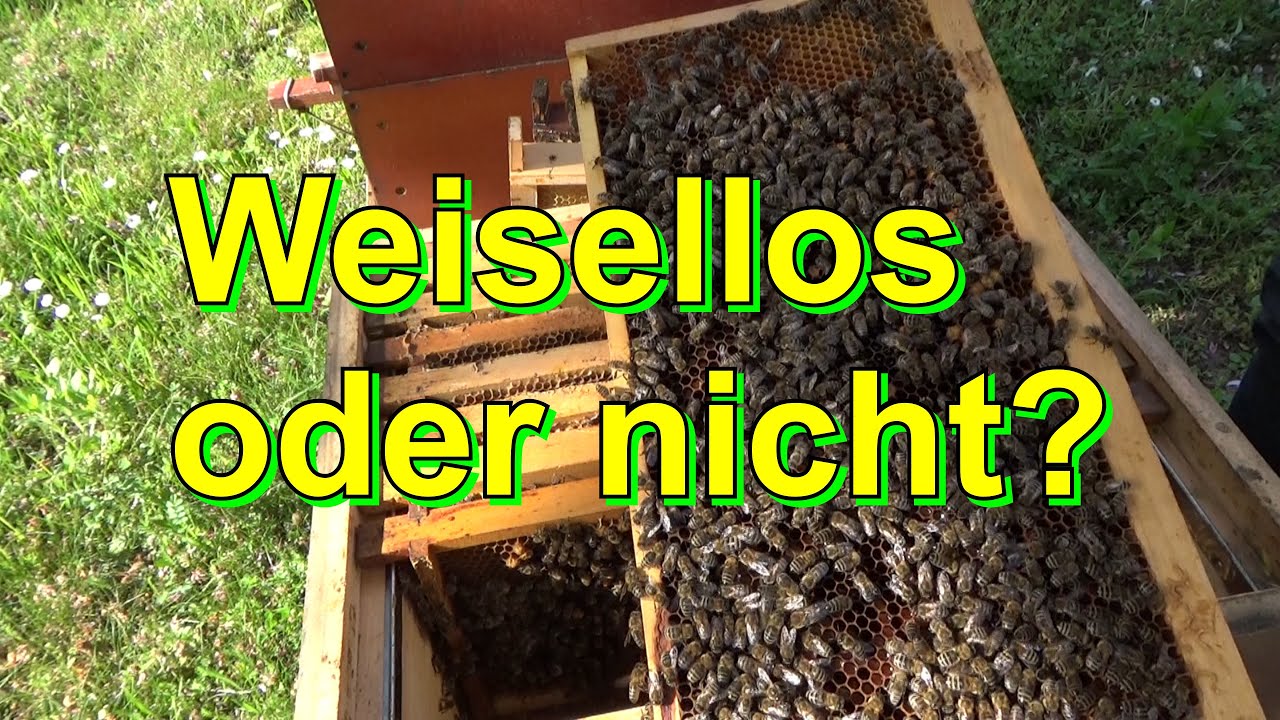 Weisellos oder nicht?