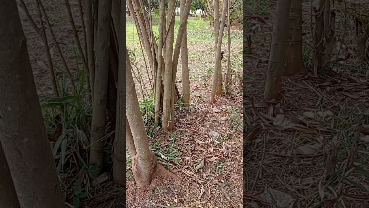 kombeiro ensaiando, pra estrada.