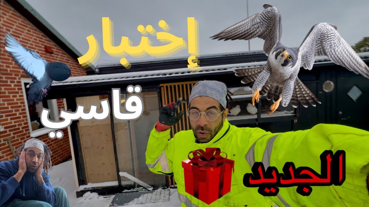 🔥تحدي الحمام الزاجل والإسباني برد السويد ❄️🕊️ | ظهور الصقر 🦅 تجربة حقيقية