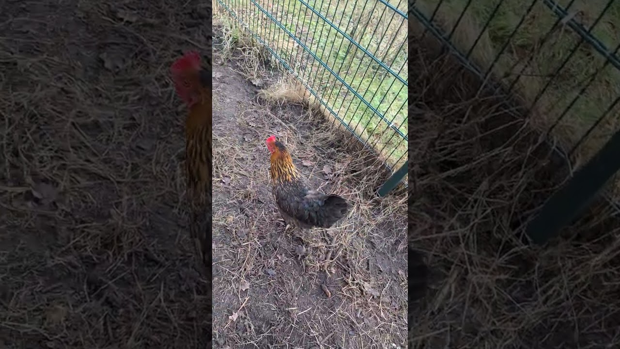 Igor und Ida sind heute in unserem Refugium eingezogen.