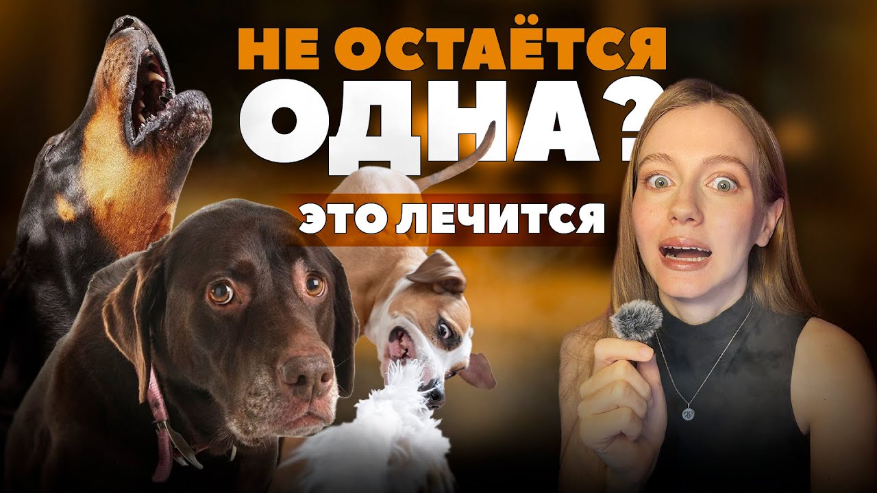 Тревога расставания: ОШИБКИ из-за которых собаке плохо одной дома