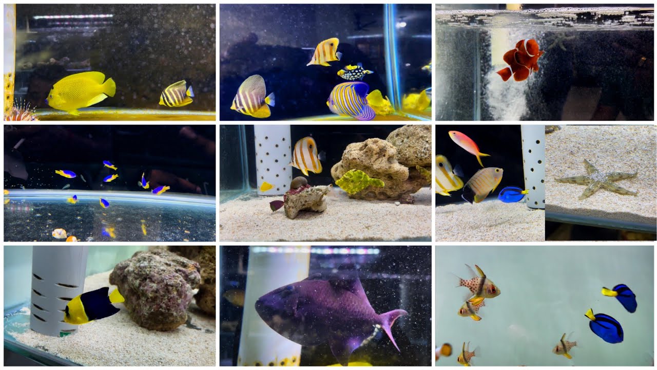 Marine Aquarium Fishes For Sale At ARK Aquatics Saltwater Fishes At Lowest Prices Delhi 