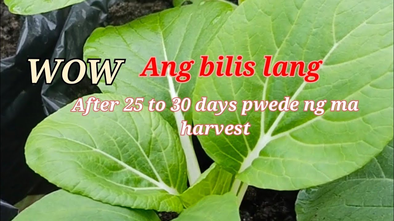 Growing pechay/bok choy in plastic bag/Regz DIY Gardening