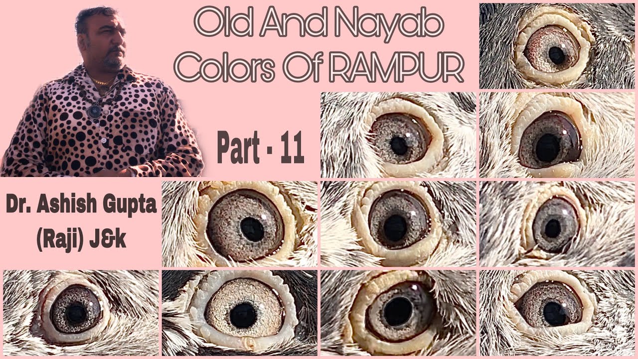 Old And Nayab Colors Of Rampur Ashish Gupta ( Dr  Raji ) J&K No. 11