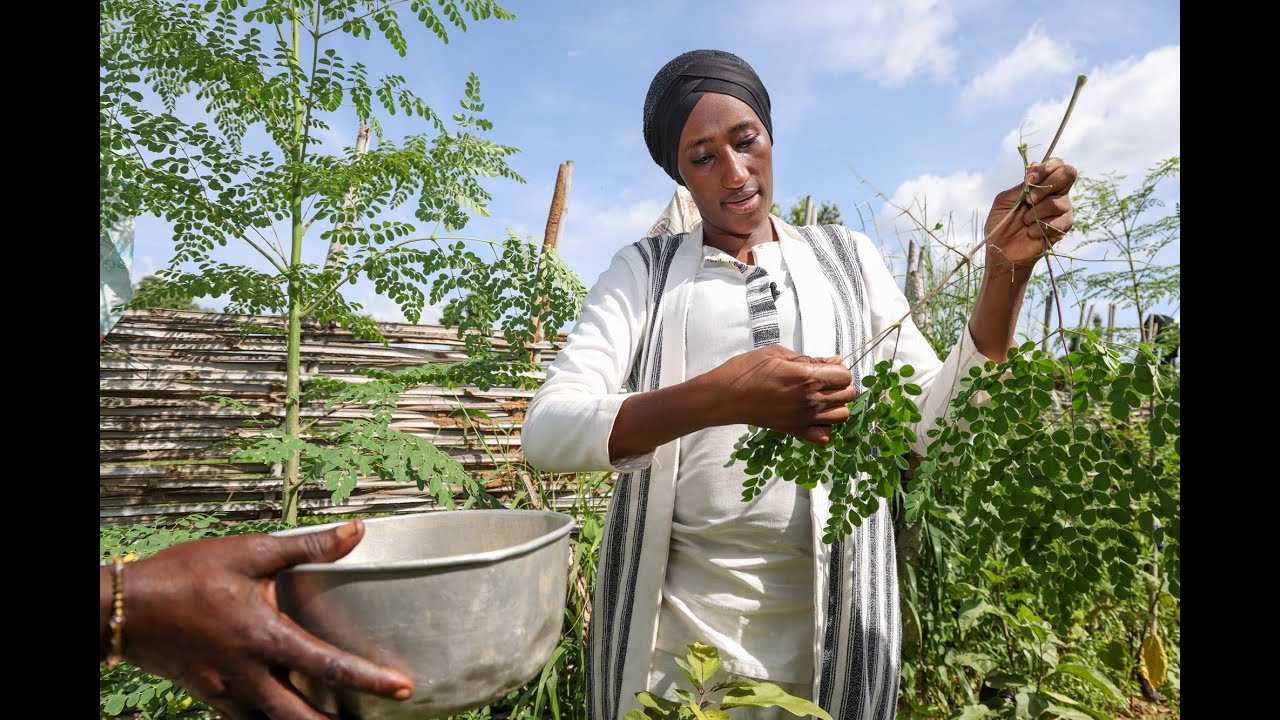A Moringa Solution to Mali's Desertification | Powering Planetary Change | TRAILER