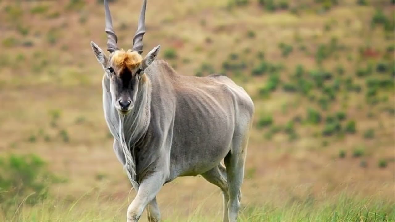 [Eland] Amazing Eland Facts || Eland Appearance || Eland Behavior, Habitat