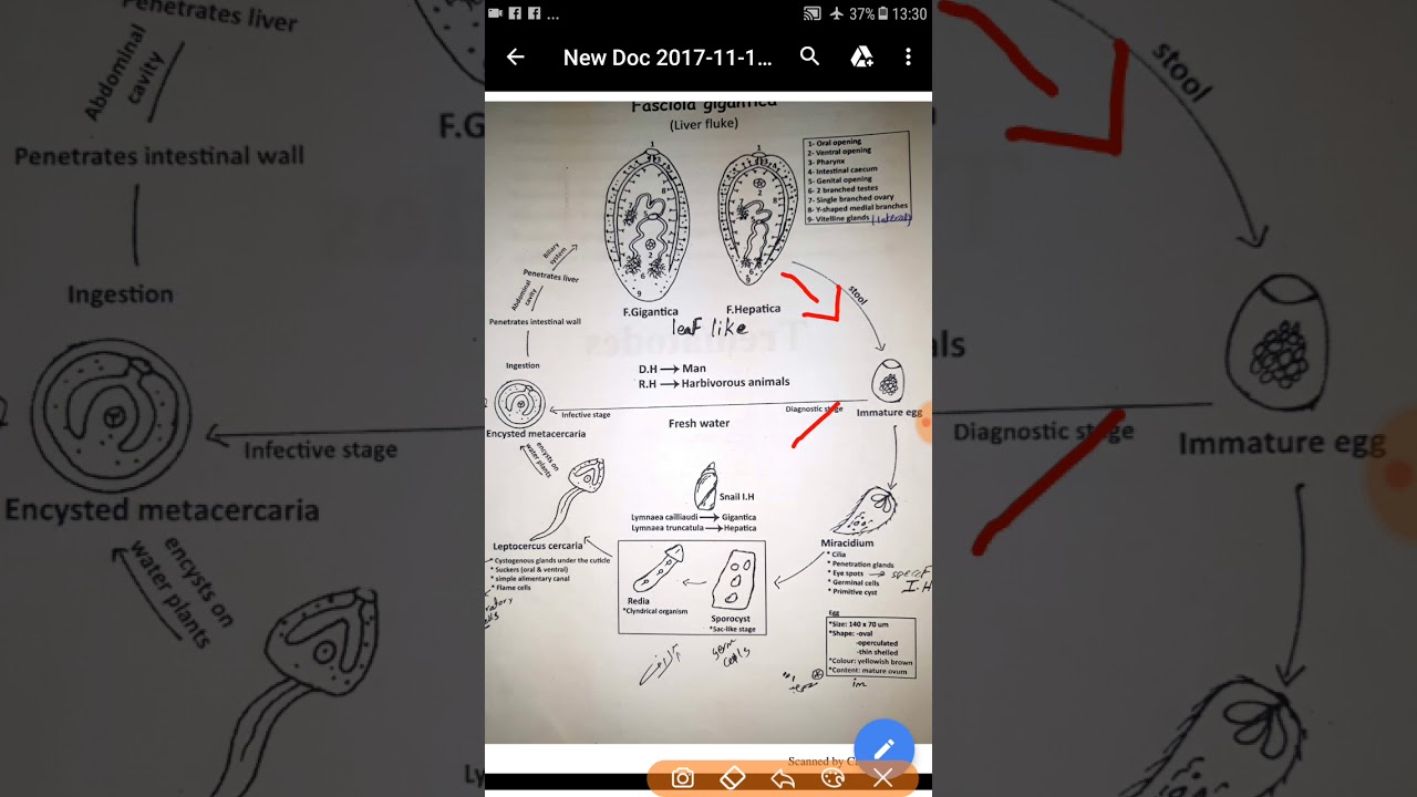 trematode revision