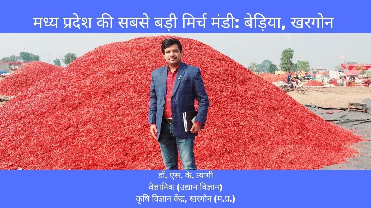 मध्य प्रदेश की सबसे बड़ी मिर्च मंडी: बेड़िया, खरगोन/ Mirch mandi Badiya, Khargone, M.P. / Dr S K Tyagi