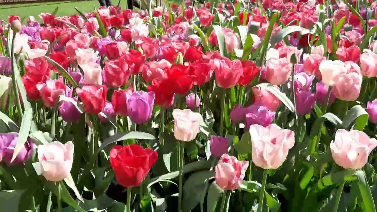 VISIT AT KEUKENHOF | Cutey Andrea 