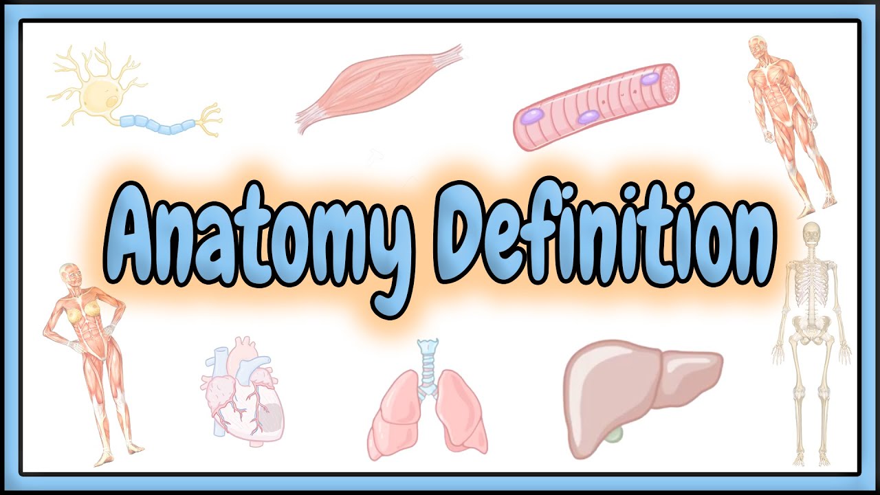 1. Anatomy Definition || 2D Animation