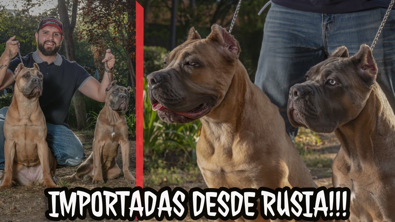 prometen volverse las mejores CANE CORSO del país