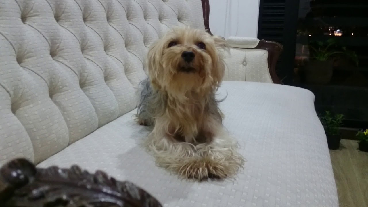 Yorkshire Terrier o Yorkie - Ladrido - Raza de perros peque&ntilde;os - To&ntilde;o