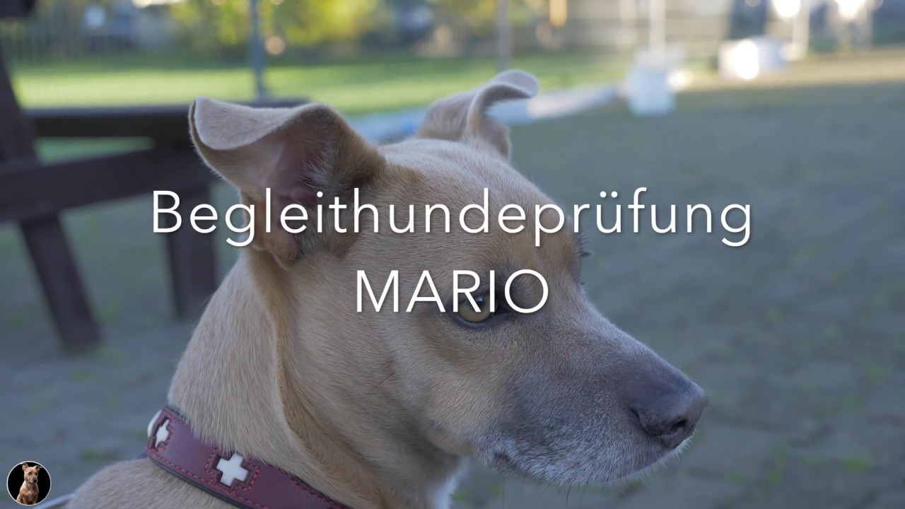 Begleithundeprüfung (BH) 2017 - aktuelle PO ! 🐕 Laufschema, Bewertung & Verkehrsteil