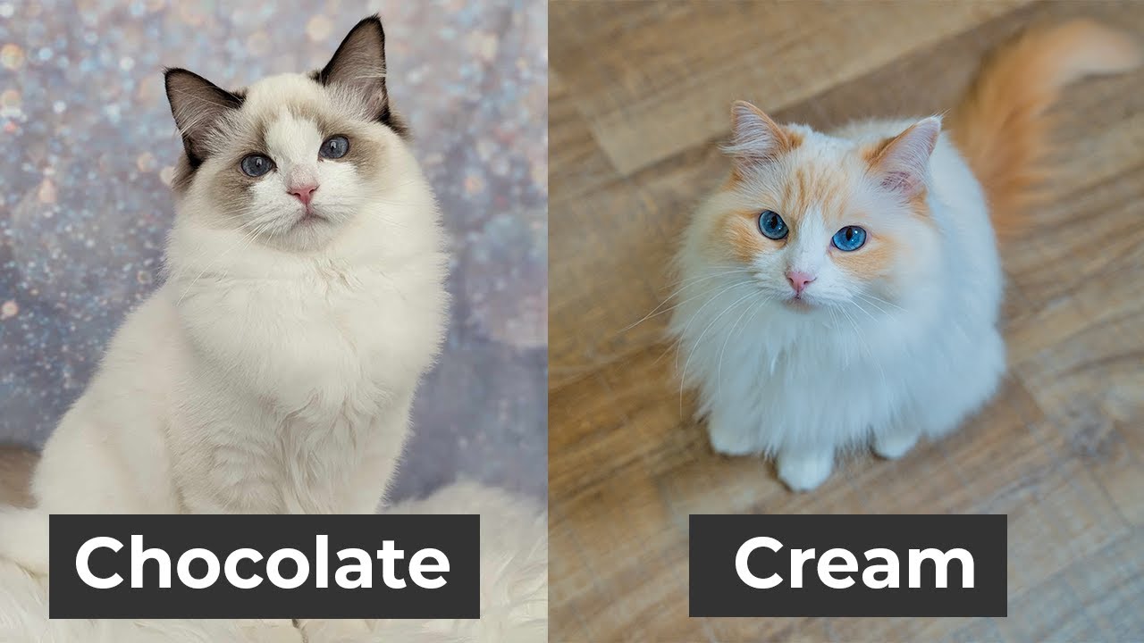 Every Ragdoll Cat Color and Pattern You’ll Ever See | The Cat Butler