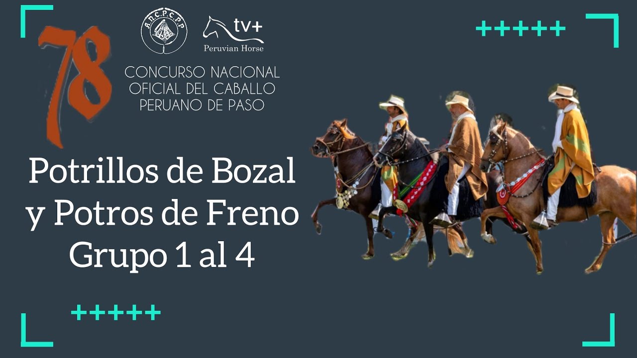 RE-LIVE | Potrillos de Bozal y Potros de Freno Grupo 1 al 4 | LXXVIII CONCURSO NACIONAL PERU 2025🇵🇪