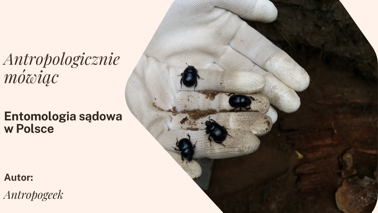 OWADY W KRYMINALISTYCE - ENTOMOLOGIA SĄDOWA W POLSCE l #entomologia #csi #antropologia