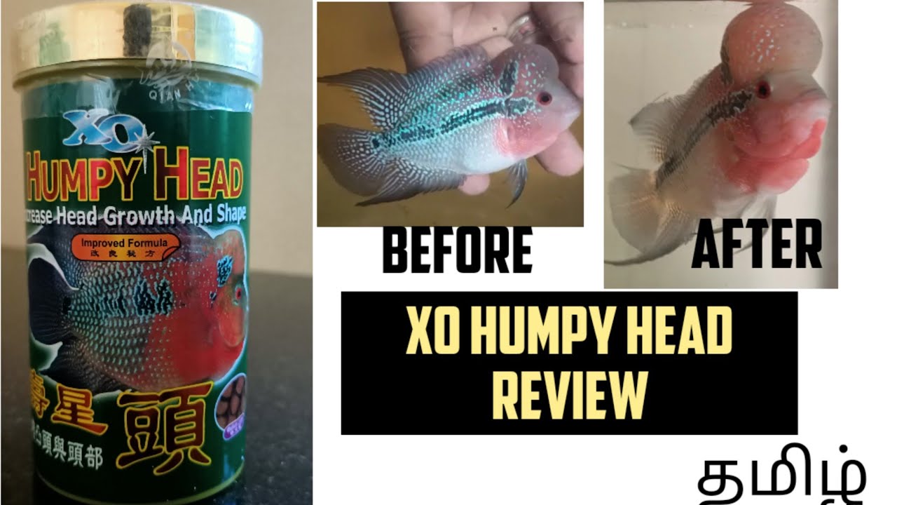 Xo humpy head review with proof |Best flowerhorn fish food for hump growth | Aquapets & farm