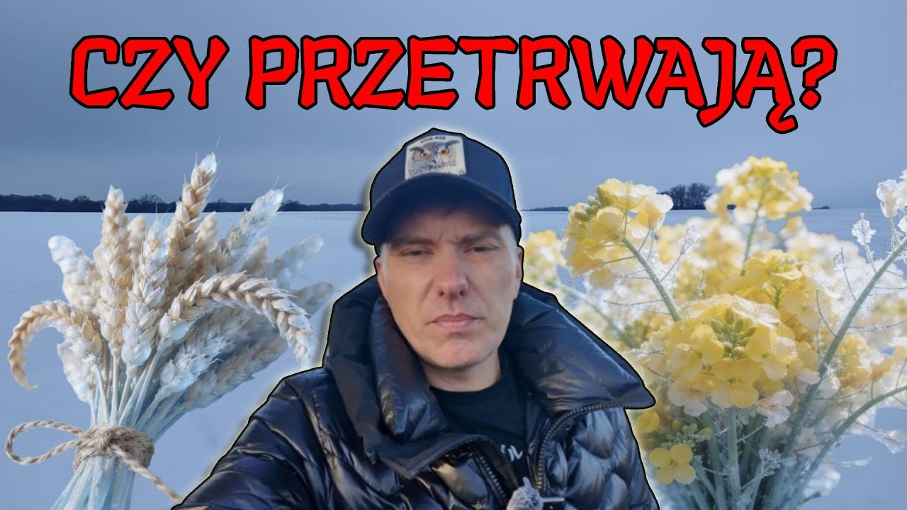 CZY ZBOŻA PRZETRWAJĄ ZIMĘ?