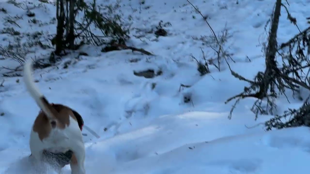 Jakt med beagle. Närkontakt.