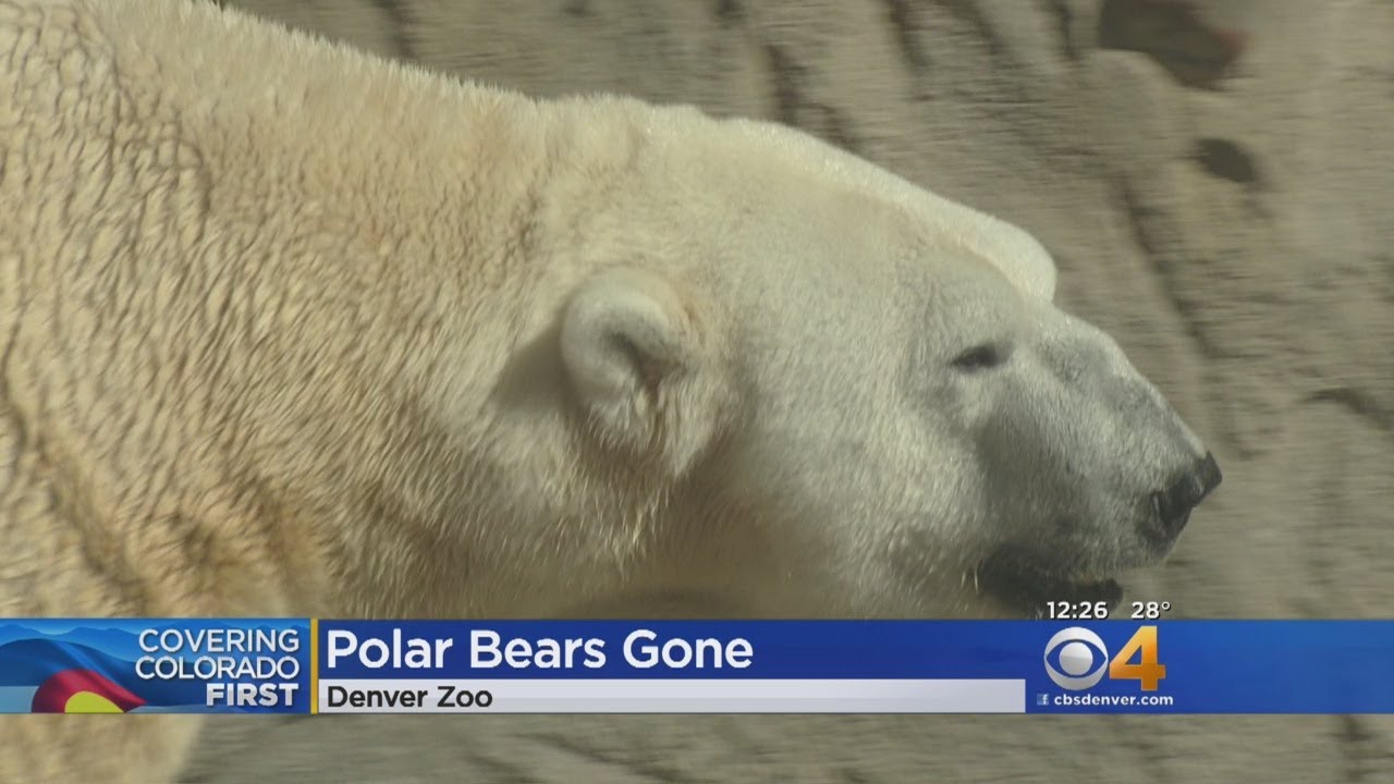 Denver Zoo Polar Bears Travel To Other Zoos