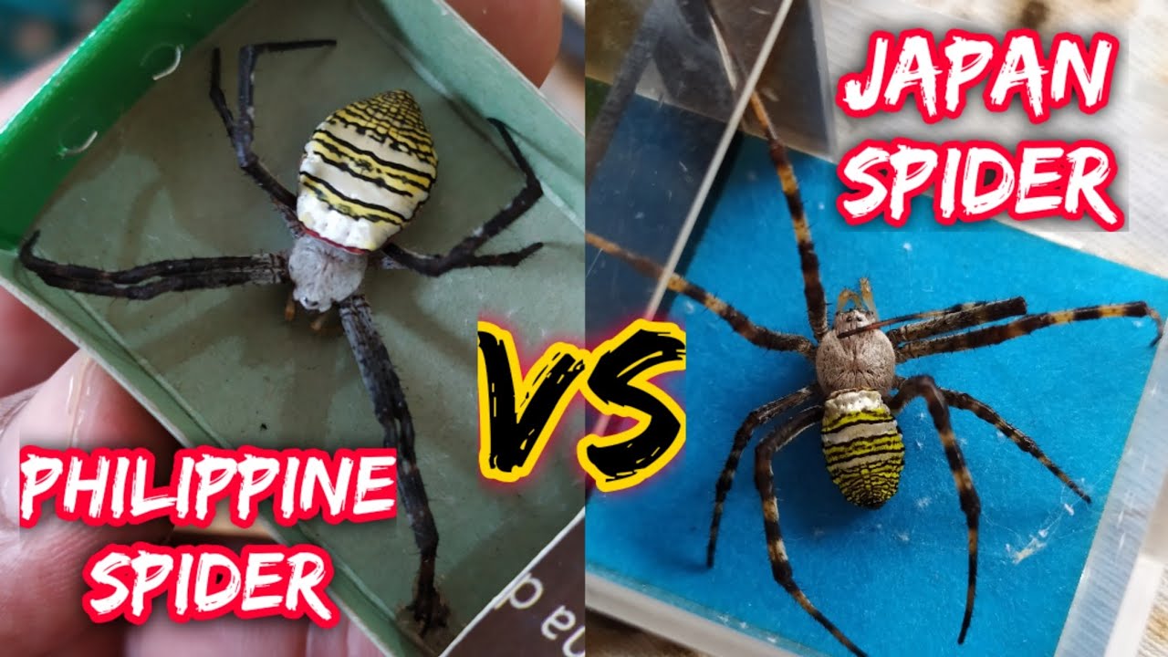 Japan Spider VS Samurai spider - gagambang ekis parang derby Ang Laban 😱
