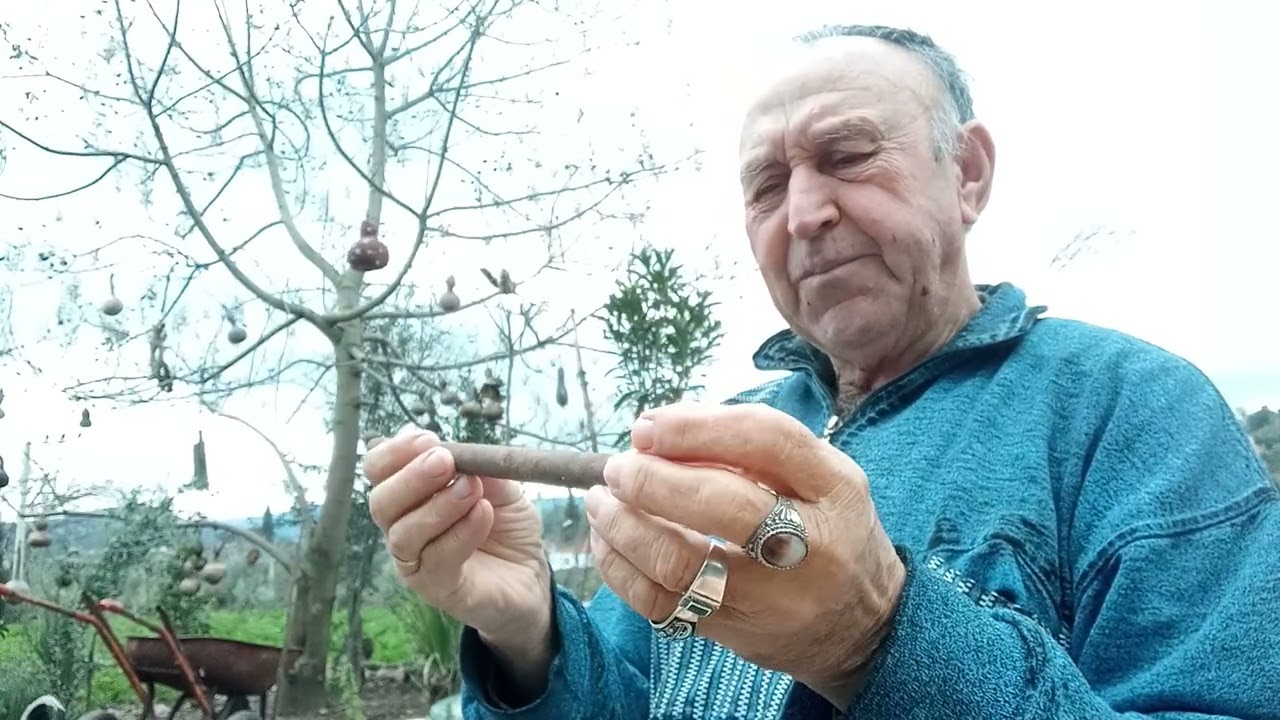 Dilli Kaval Dilsiz Kaval 