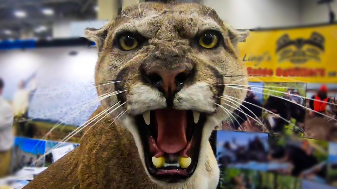 DALLAS SAFARI CLUB CONVENTION, HIGHLIGHTS, 2020 / Dallas Texas