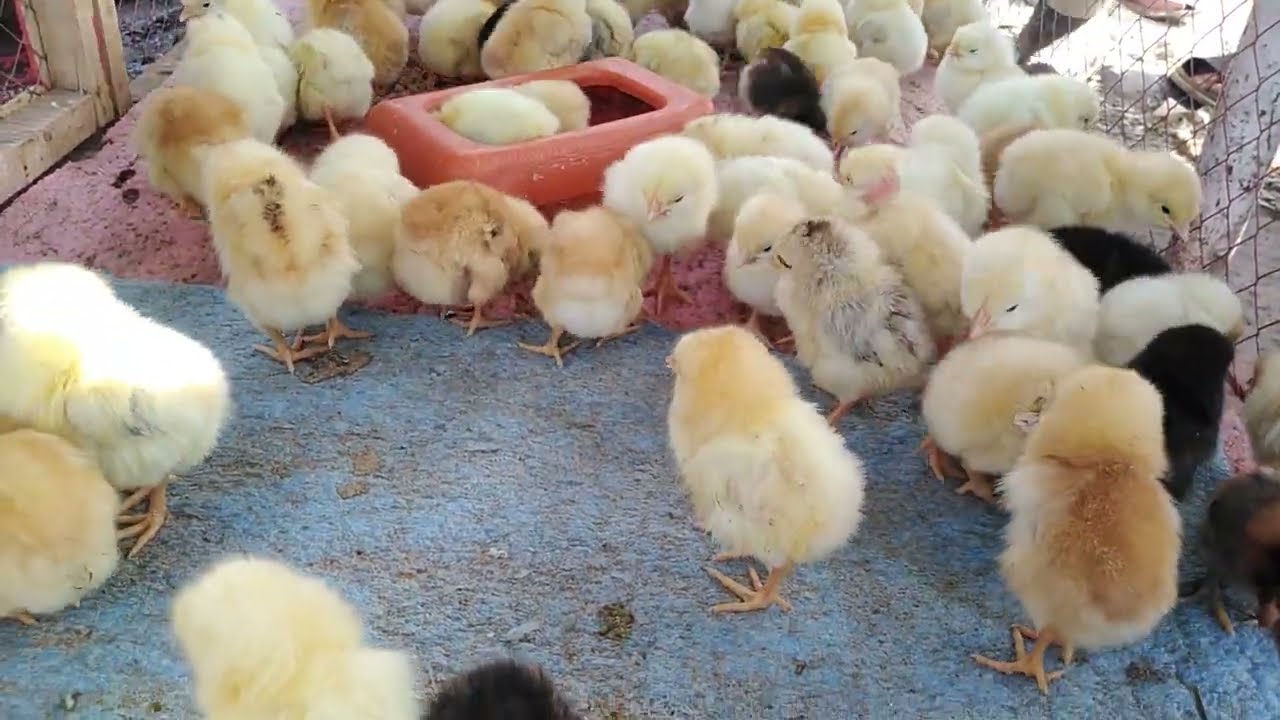 chicken cute chicks baby for sale beautiful sex low price chicken market #check #YouTube