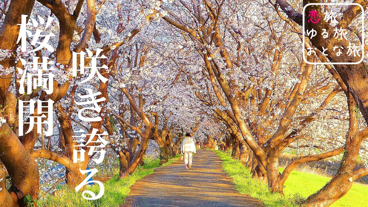 【桜満開】幻想の桜並木！桜吹雪が織りなす異世界絶景！！大分福岡県境の桜の名所完全攻略｜長湯温泉しだれ桜の里｜流川桜並木｜萩尾公園｜浮羽稲荷神社｜肉屋一ノ剱 うきは店｜大分観光スポット【大人の国内旅行】