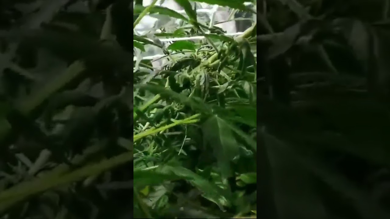 #canna #bis #cannabis #grow #medicine #love #you #she #her