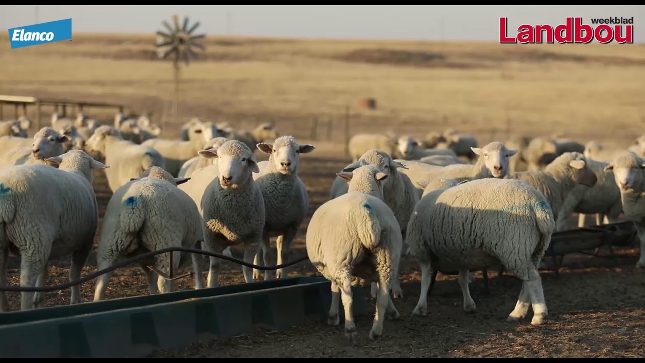 Só word Byboost gebruik om intensiewe skaapboerdery te laat werk