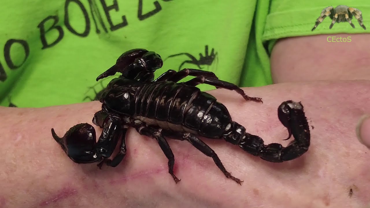 CEctoS: Asian Forest Scorpion