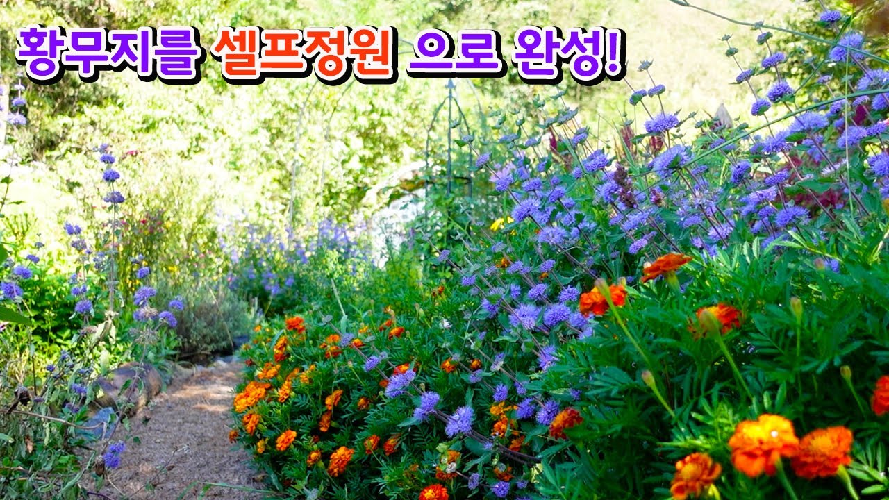 돈들이지 않고 황무지를 셀프정원 완성🌸 3년뒤 이렇게 됩니다.