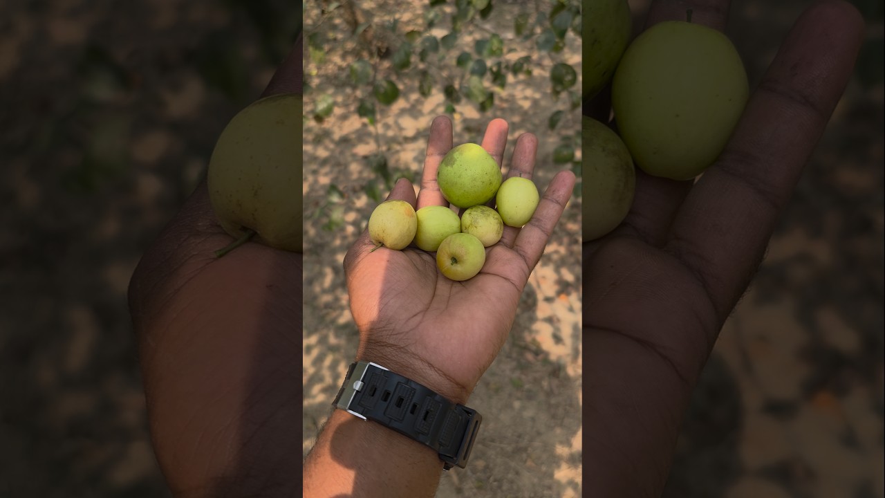 Traditional Village Apple Kul Harvest | Fresh Boroi From The Tree | Part 21