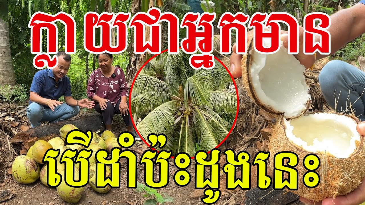 ក្លាយជាអ្នកមាន បើដាំប៉ះដូងនេះច្រើន ល្មួតឆ្ងាញ់ក្លិនឈ្ងុយដូចឈ្មោះមែន