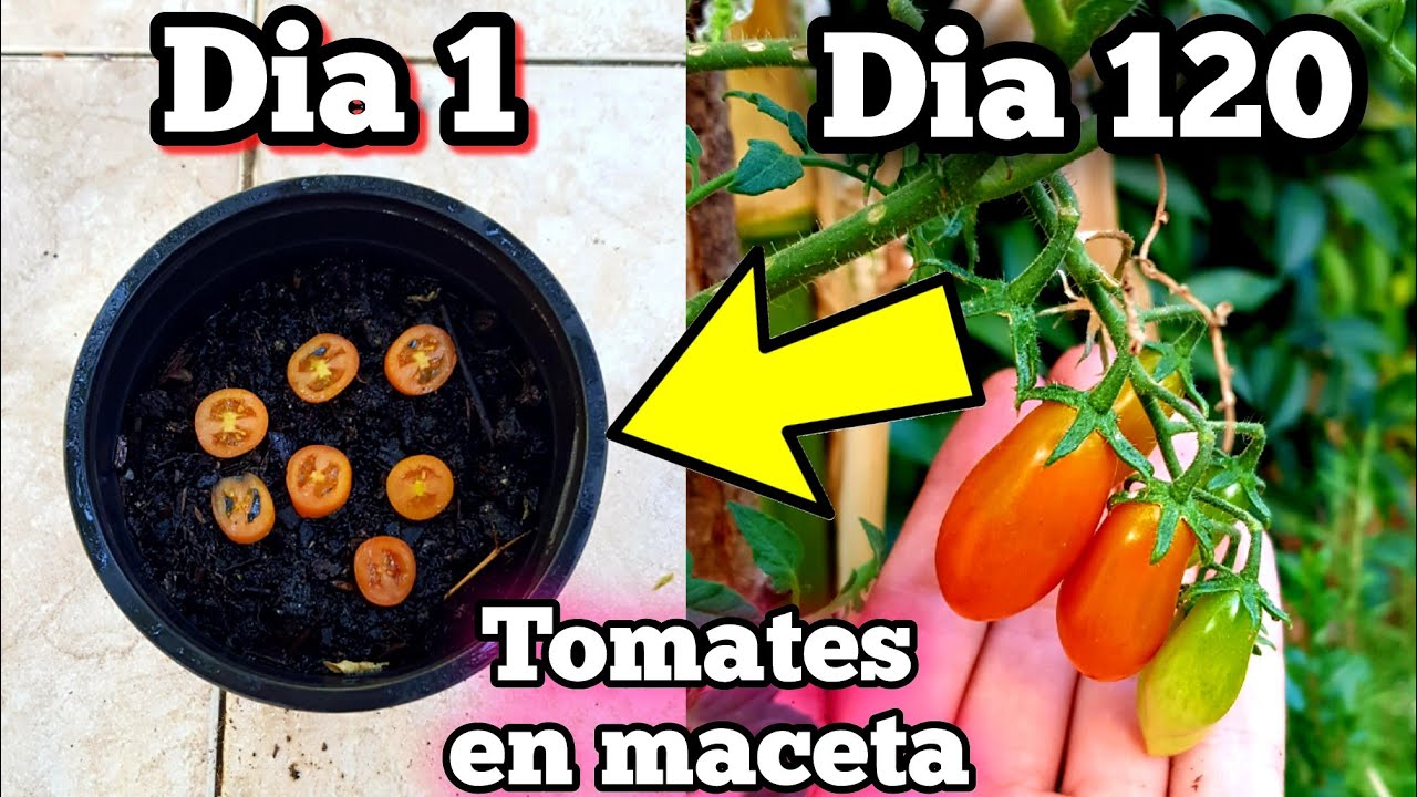 🍅 CIENTOS de TOMATES CHERRY en MACETA Rápido! Germinar y Plantar TOMATERAS Del Supermercados