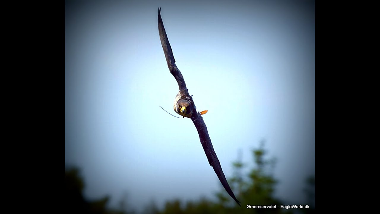 Vandrefalk - Falco peregrinus