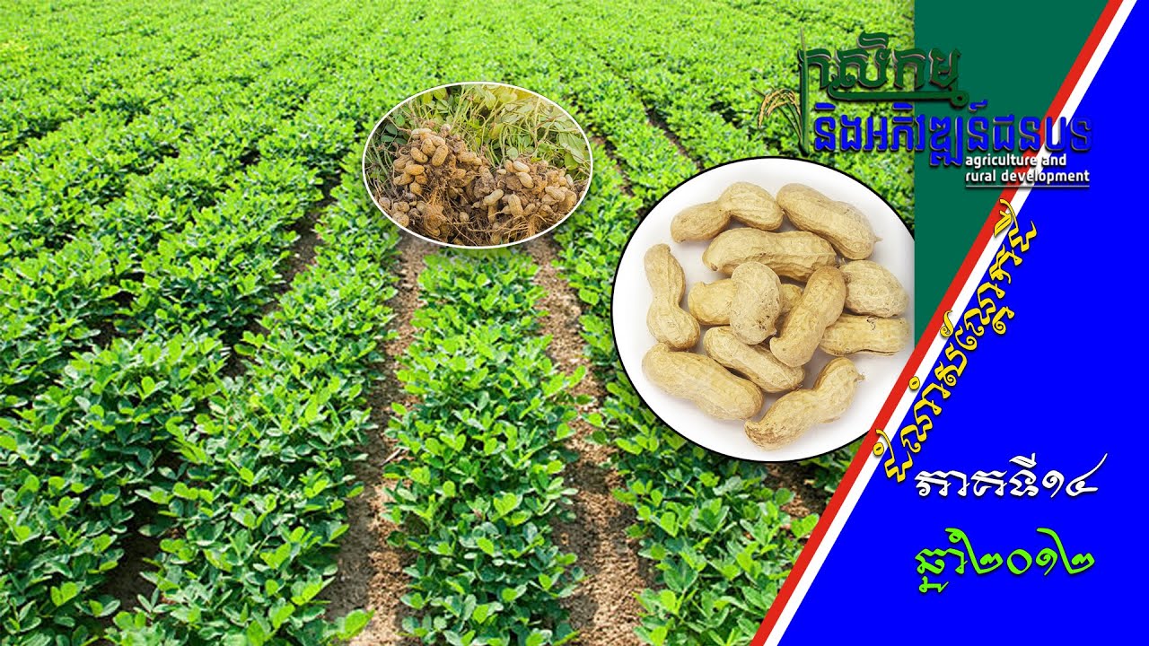 កសិកម្ម និងអភិវឌ្ឍន៍ជនបទ - Agriculture and Rural Development| ដំណាំសណ្តែកដី - Peanut [EPS14] 020412