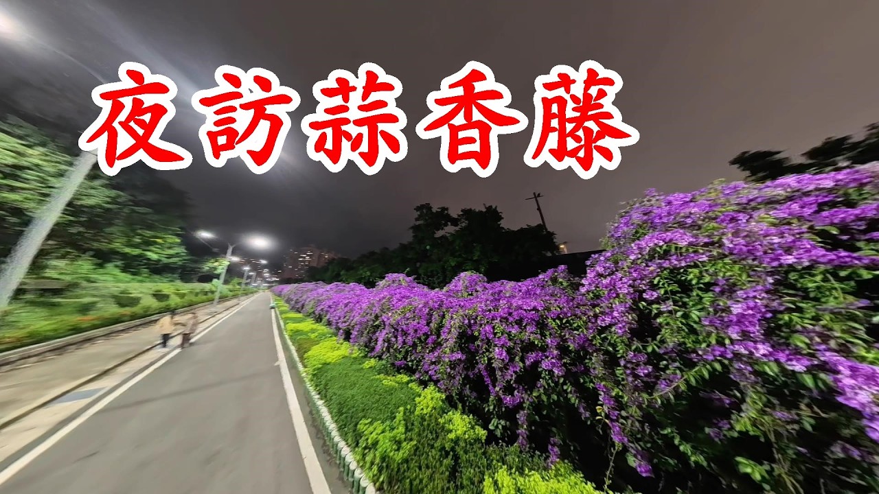 泰山 蒜香藤