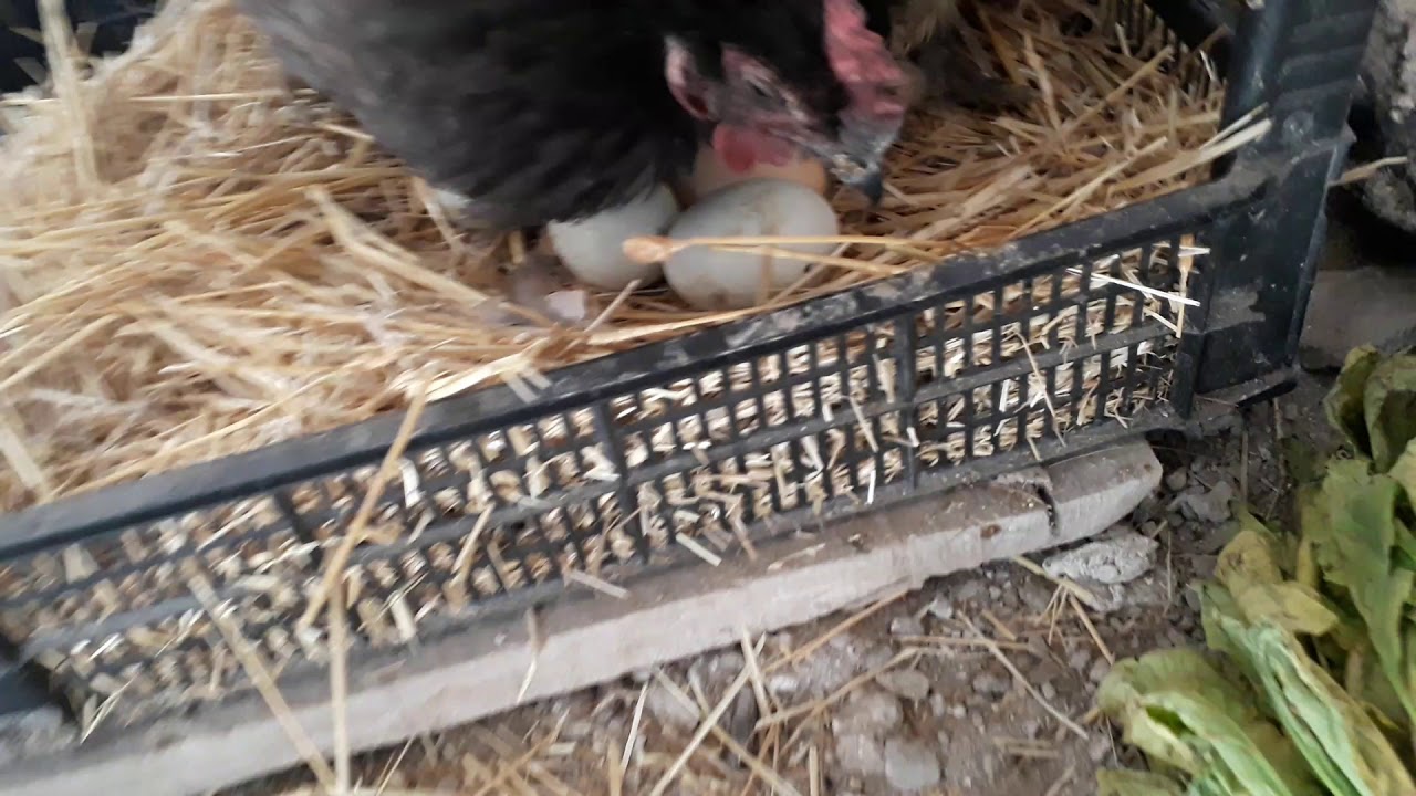 Australorp  g&uuml;rk  tavuğu 8de 8 maşallah  :)
