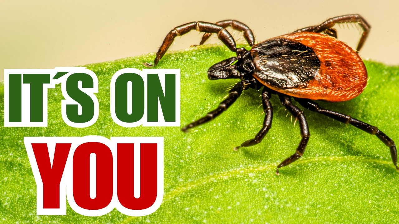 Ticks, The Silent Survivors That Feed on You