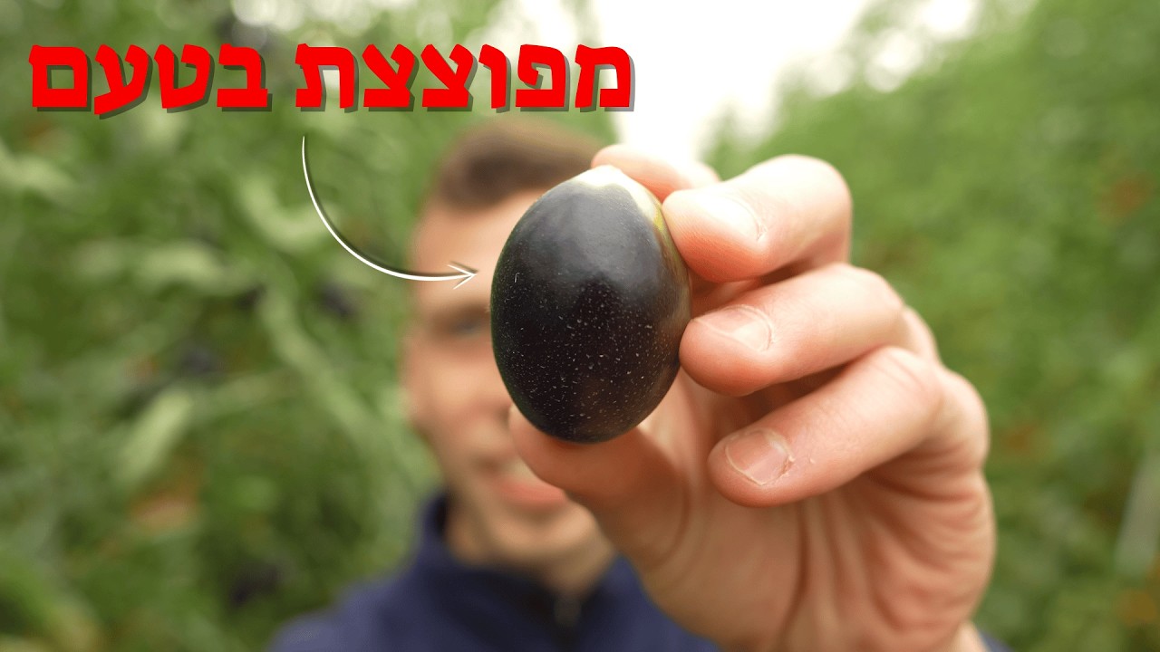 בחממה סודית בדרום מפתחים את הפירות של העתיד…